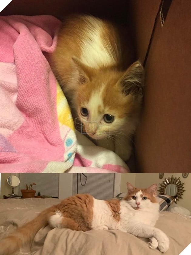 Những hình ảnh chứng minh tình yêu thương sẽ chữa lành những vết thương đau đớn từ những bé chó mèo bị bỏ rơi 20