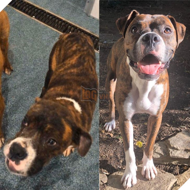 Những hình ảnh chứng minh tình yêu thương sẽ chữa lành những vết thương đau đớn từ những bé chó mèo bị bỏ rơi 4