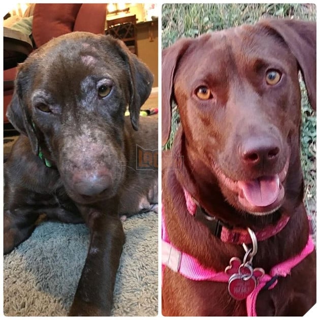 Những hình ảnh chứng minh tình yêu thương sẽ chữa lành những vết thương đau đớn từ những bé chó mèo bị bỏ rơi 17