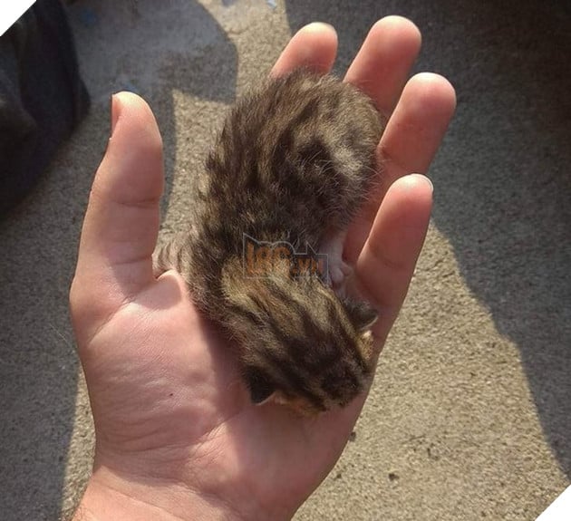 15 em bé động vật nhỏ nhắn dễ thương tới nỗi sẽ khiến bạn muốn trở thành mẹ hiền để chăm sóc chúng 6