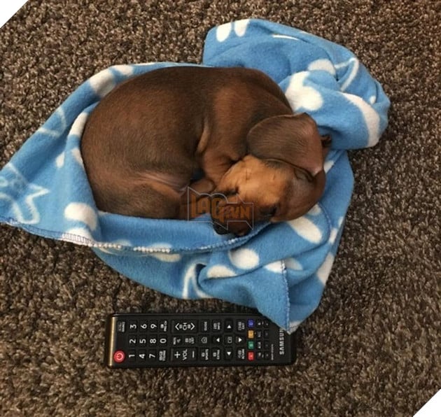 15 em bé động vật nhỏ nhắn dễ thương tới nỗi sẽ khiến bạn muốn trở thành mẹ hiền để chăm sóc chúng 7