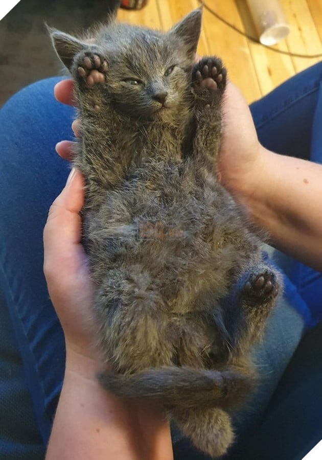15 em bé động vật nhỏ nhắn dễ thương tới nỗi sẽ khiến bạn muốn trở thành mẹ hiền để chăm sóc chúng 13