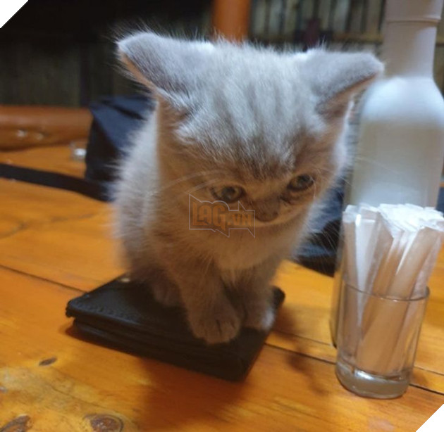 15 em bé động vật nhỏ nhắn dễ thương tới nỗi sẽ khiến bạn muốn trở thành mẹ hiền để chăm sóc chúng 2