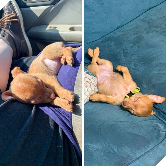 15 em bé động vật nhỏ nhắn dễ thương tới nỗi sẽ khiến bạn muốn trở thành mẹ hiền để chăm sóc chúng 12