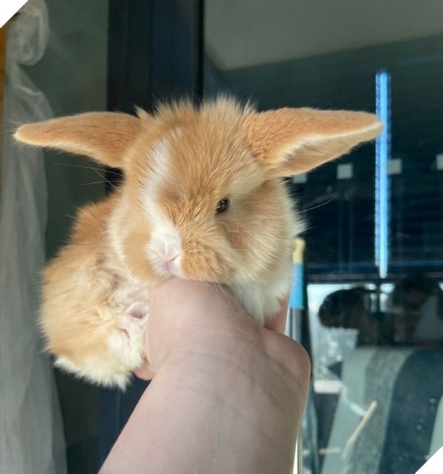 15 em bé động vật nhỏ nhắn dễ thương tới nỗi sẽ khiến bạn muốn trở thành mẹ hiền để chăm sóc chúng 11