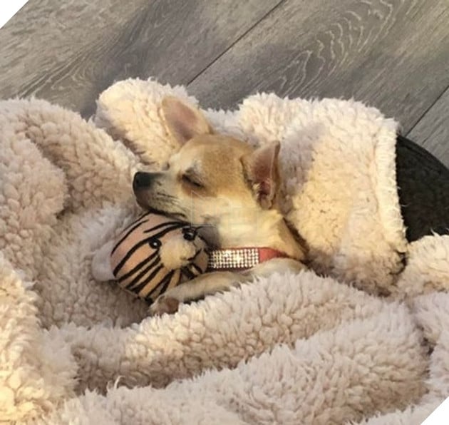 15 em bé động vật nhỏ nhắn dễ thương tới nỗi sẽ khiến bạn muốn trở thành mẹ hiền để chăm sóc chúng 9