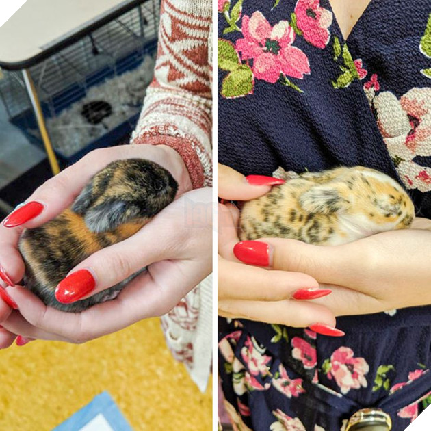 15 em bé động vật nhỏ nhắn dễ thương tới nỗi sẽ khiến bạn muốn trở thành mẹ hiền để chăm sóc chúng 4
