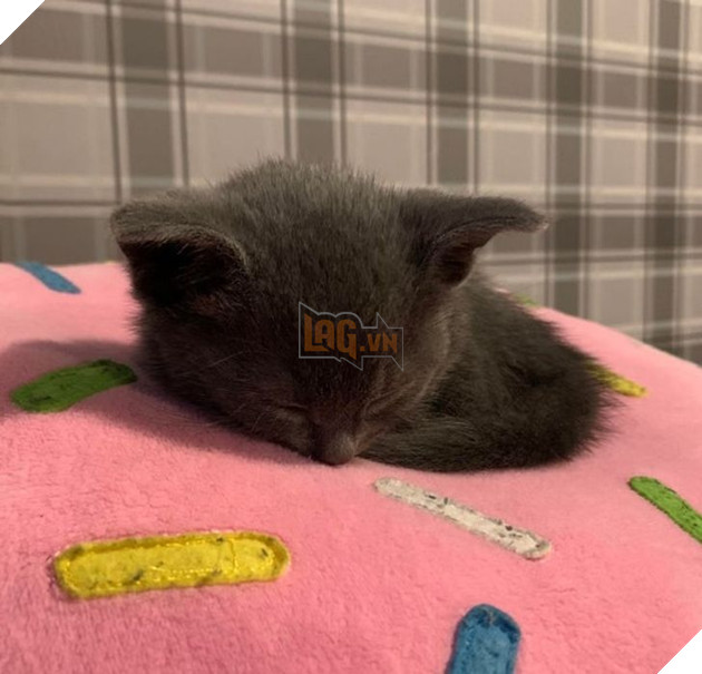 15 em bé động vật nhỏ nhắn dễ thương tới nỗi sẽ khiến bạn muốn trở thành mẹ hiền để chăm sóc chúng