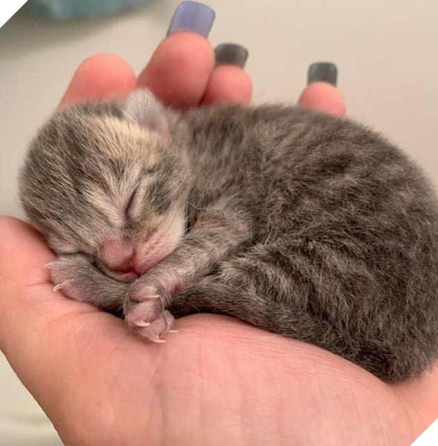 15 em bé động vật nhỏ nhắn dễ thương tới nỗi sẽ khiến bạn muốn trở thành mẹ hiền để chăm sóc chúng 10