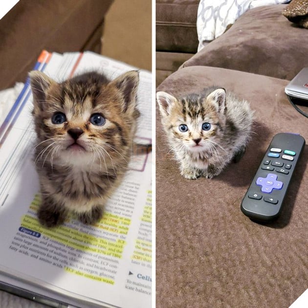 15 em bé động vật nhỏ nhắn dễ thương tới nỗi sẽ khiến bạn muốn trở thành mẹ hiền để chăm sóc chúng 8