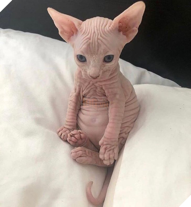 15 em bé động vật nhỏ nhắn dễ thương tới nỗi sẽ khiến bạn muốn trở thành mẹ hiền để chăm sóc chúng 5