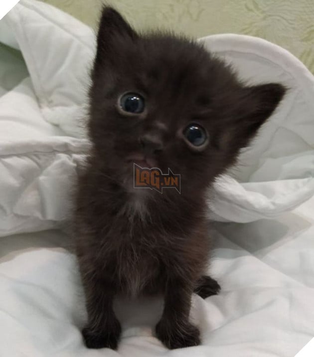 15 em bé động vật nhỏ nhắn dễ thương tới nỗi sẽ khiến bạn muốn trở thành mẹ hiền để chăm sóc chúng 14