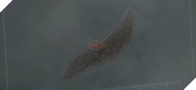  Mùa dịch xem gì? - Review Life - Khi bạn hồi sinh quái vật và còn xem nó như con 2