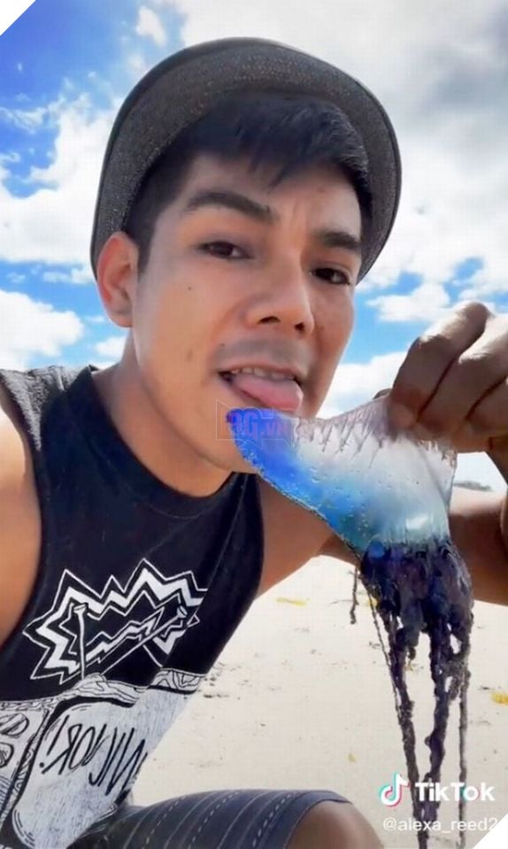 TikToker quay video liếm sứa có độc khiến cộng đồng mạng được phen khiếp vía 4