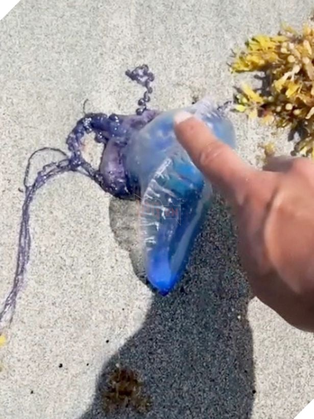 TikToker quay video liếm sứa có độc khiến cộng đồng mạng được phen khiếp vía 5