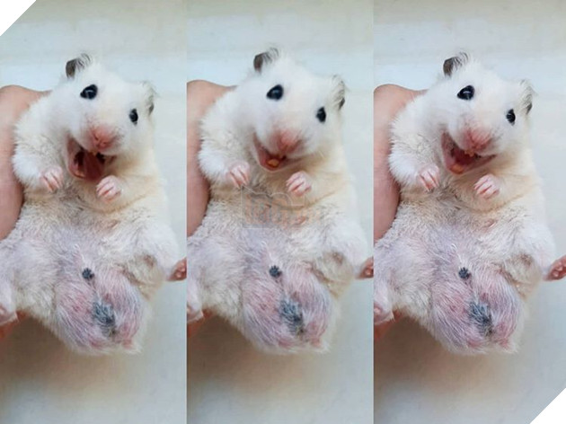 20 hình ảnh cho thấy động vật cũng biết biểu lộ cảm xúc hỷ nộ ái Ố sinh động giống như con người 10