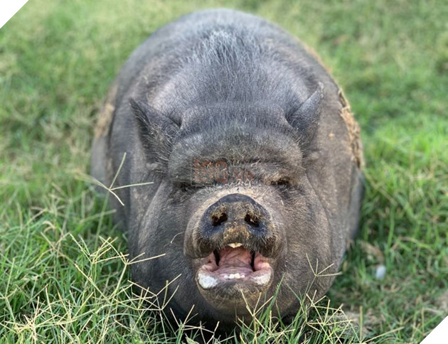 20 hình ảnh cho thấy động vật cũng biết biểu lộ cảm xúc hỷ nộ ái Ố sinh động giống như con người 11