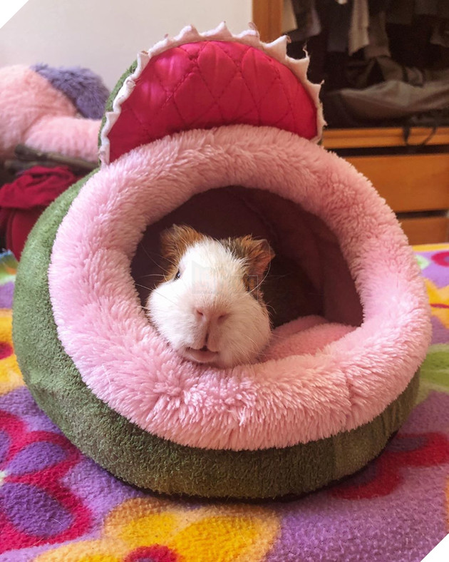 20 hình ảnh cho thấy động vật cũng biết biểu lộ cảm xúc hỷ nộ ái Ố sinh động giống như con người 12