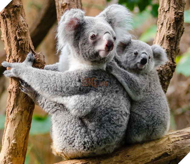 20 hình ảnh cho thấy động vật cũng biết biểu lộ cảm xúc hỷ nộ ái Ố sinh động giống như con người 13