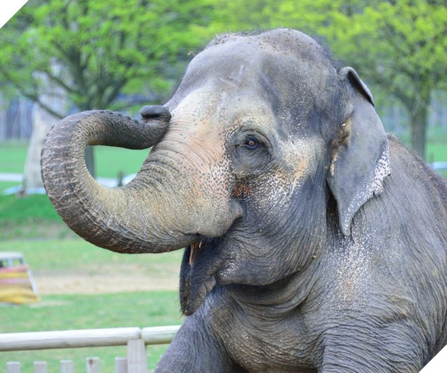 20 hình ảnh cho thấy động vật cũng biết biểu lộ cảm xúc hỷ nộ ái Ố sinh động giống như con người 14