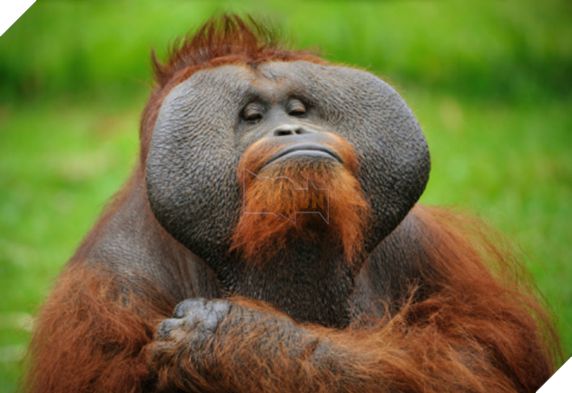 20 hình ảnh cho thấy động vật cũng biết biểu lộ cảm xúc hỷ nộ ái Ố sinh động giống như con người 15