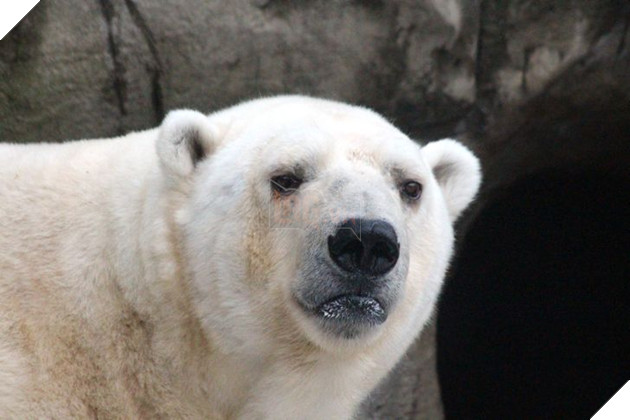 20 hình ảnh cho thấy động vật cũng biết biểu lộ cảm xúc hỷ nộ ái Ố sinh động giống như con người 18