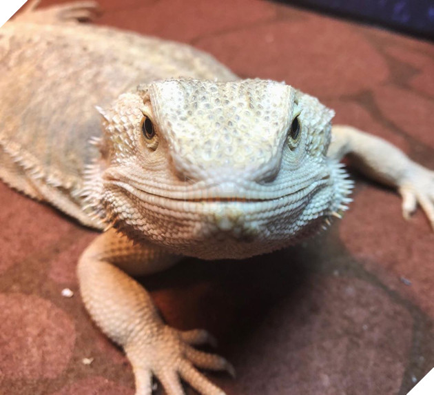 20 hình ảnh cho thấy động vật cũng biết biểu lộ cảm xúc hỷ nộ ái Ố sinh động giống như con người 19