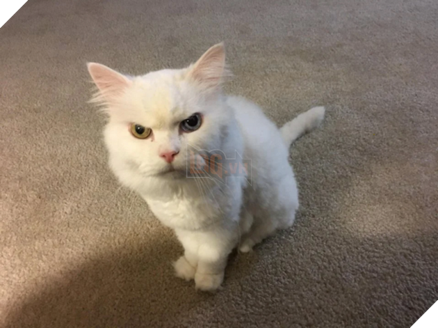 20 hình ảnh cho thấy động vật cũng biết biểu lộ cảm xúc hỷ nộ ái Ố sinh động giống như con người