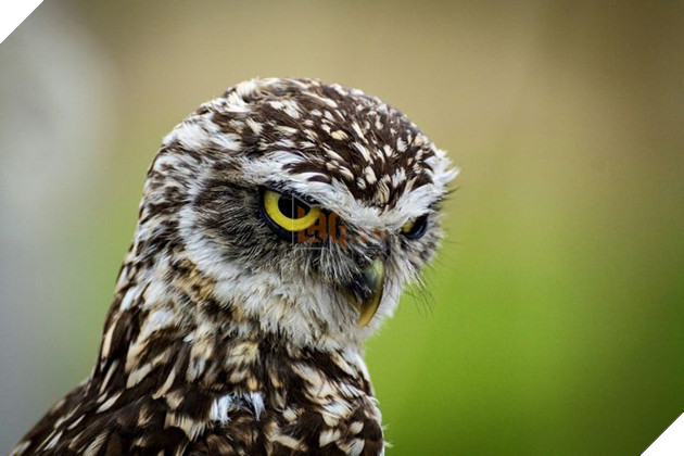 20 hình ảnh cho thấy động vật cũng biết biểu lộ cảm xúc hỷ nộ ái Ố sinh động giống như con người 20