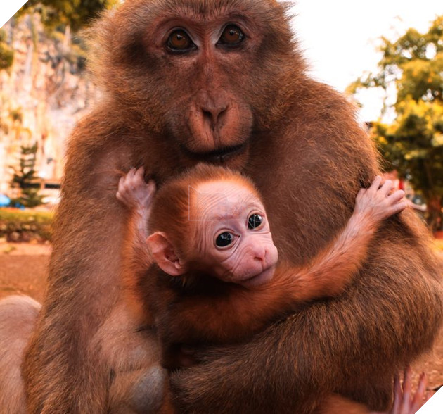 20 hình ảnh cho thấy động vật cũng biết biểu lộ cảm xúc hỷ nộ ái Ố sinh động giống như con người 21