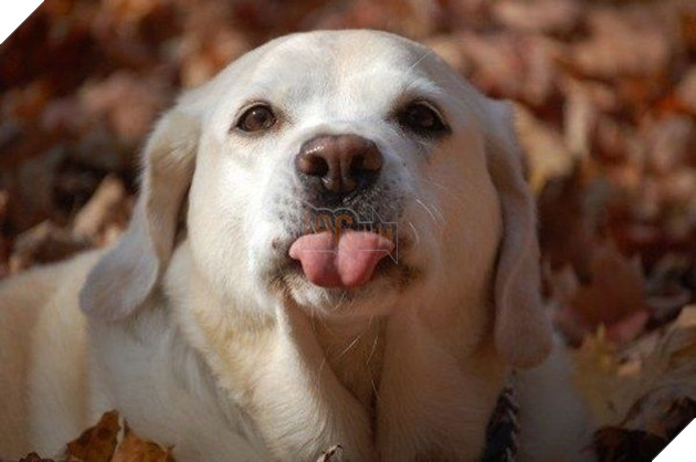 20 hình ảnh cho thấy động vật cũng biết biểu lộ cảm xúc hỷ nộ ái Ố sinh động giống như con người 22