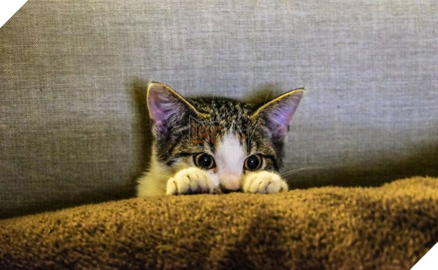 20 hình ảnh cho thấy động vật cũng biết biểu lộ cảm xúc hỷ nộ ái Ố sinh động giống như con người 23