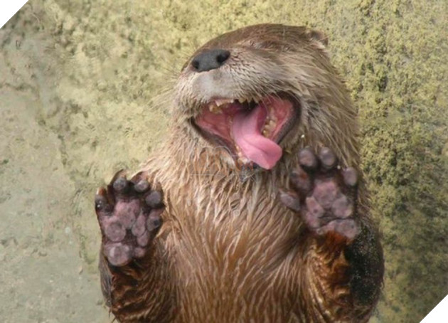 20 hình ảnh cho thấy động vật cũng biết biểu lộ cảm xúc hỷ nộ ái Ố sinh động giống như con người 2