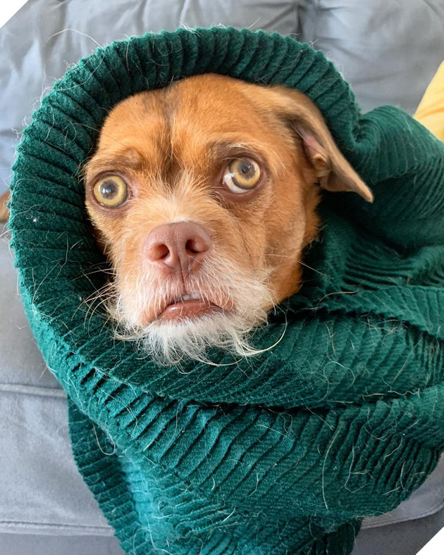 20 hình ảnh cho thấy động vật cũng biết biểu lộ cảm xúc hỷ nộ ái Ố sinh động giống như con người 3