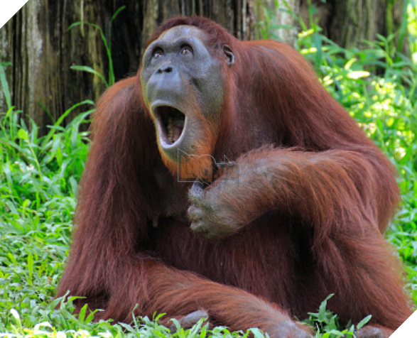 20 hình ảnh cho thấy động vật cũng biết biểu lộ cảm xúc hỷ nộ ái Ố sinh động giống như con người 4