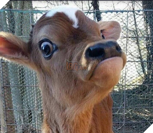 20 hình ảnh cho thấy động vật cũng biết biểu lộ cảm xúc hỷ nộ ái Ố sinh động giống như con người 5