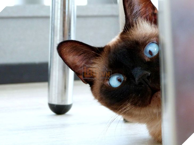 20 hình ảnh cho thấy động vật cũng biết biểu lộ cảm xúc hỷ nộ ái Ố sinh động giống như con người 6