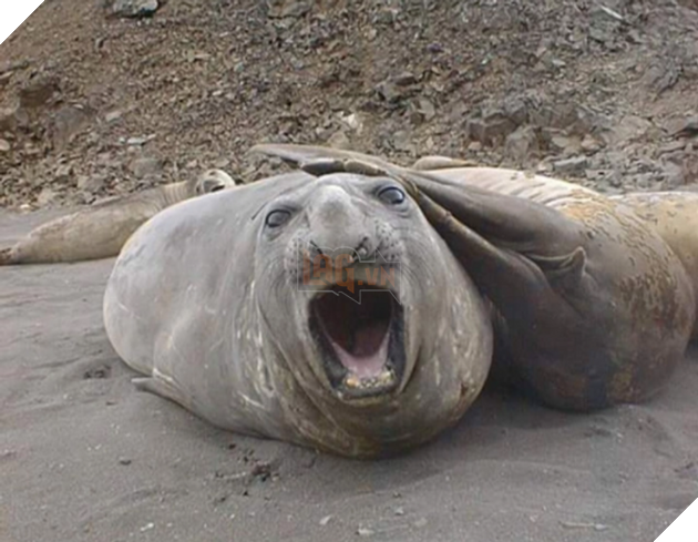 20 hình ảnh cho thấy động vật cũng biết biểu lộ cảm xúc hỷ nộ ái Ố sinh động giống như con người 7