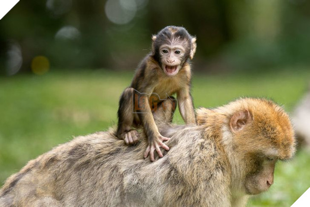 20 hình ảnh cho thấy động vật cũng biết biểu lộ cảm xúc hỷ nộ ái Ố sinh động giống như con người 8