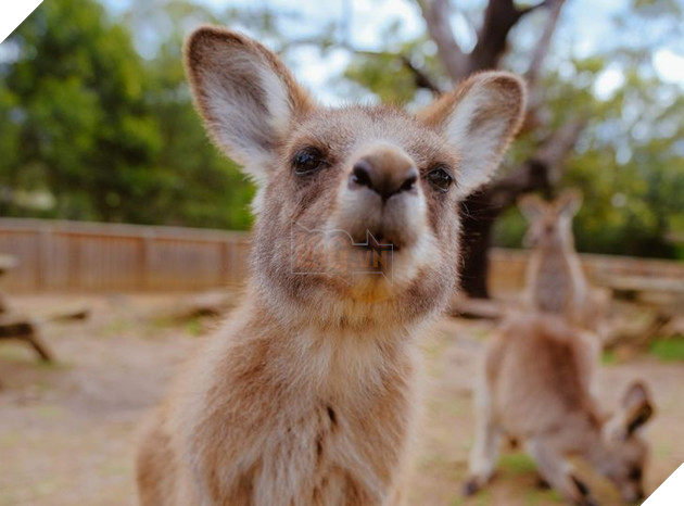 20 hình ảnh cho thấy động vật cũng biết biểu lộ cảm xúc hỷ nộ ái Ố sinh động giống như con người 9