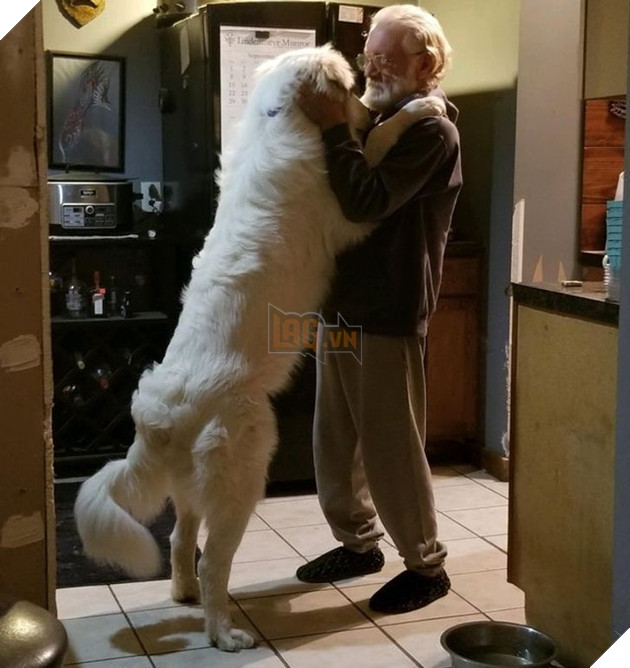 20 hình ảnh cho thấy tình yêu thương không phân biệt giống loài và nó khiến cho bạn cảm thấy hạnh phúc 12