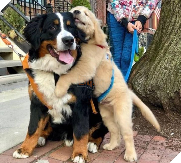 20 hình ảnh cho thấy tình yêu thương không phân biệt giống loài và nó khiến cho bạn cảm thấy hạnh phúc 15