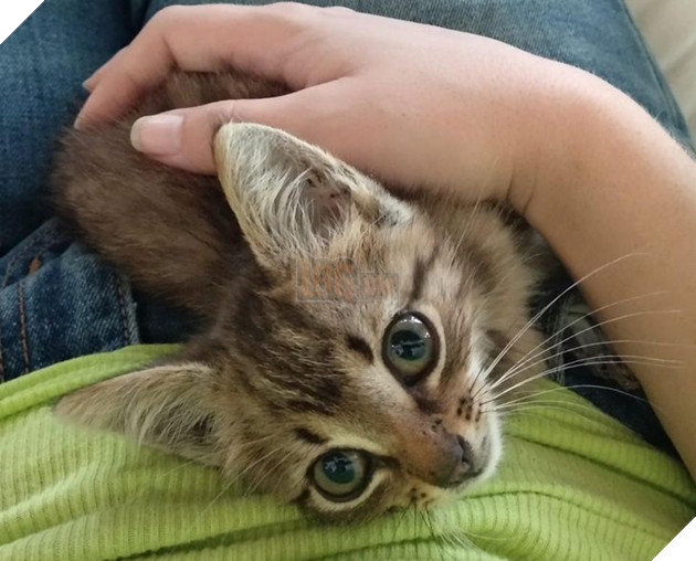 20 hình ảnh cho thấy tình yêu thương không phân biệt giống loài và nó khiến cho bạn cảm thấy hạnh phúc 17