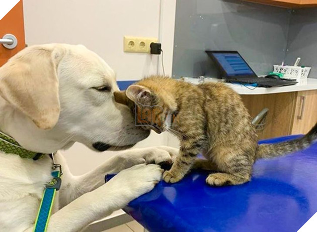 20 hình ảnh cho thấy tình yêu thương không phân biệt giống loài và nó khiến cho bạn cảm thấy hạnh phúc