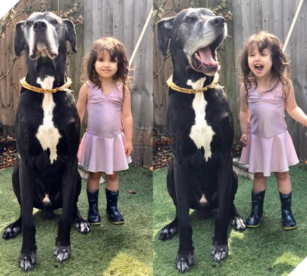 20 hình ảnh cho thấy tình yêu thương không phân biệt giống loài và nó khiến cho bạn cảm thấy hạnh phúc 5