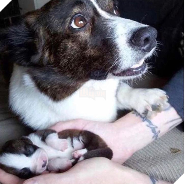 20 hình ảnh cho thấy tình yêu thương không phân biệt giống loài và nó khiến cho bạn cảm thấy hạnh phúc 7