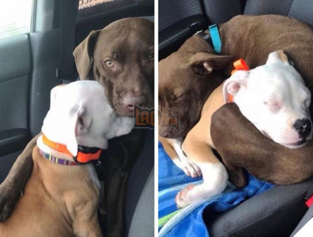 20 hình ảnh cho thấy tình yêu thương không phân biệt giống loài và nó khiến cho bạn cảm thấy hạnh phúc 8