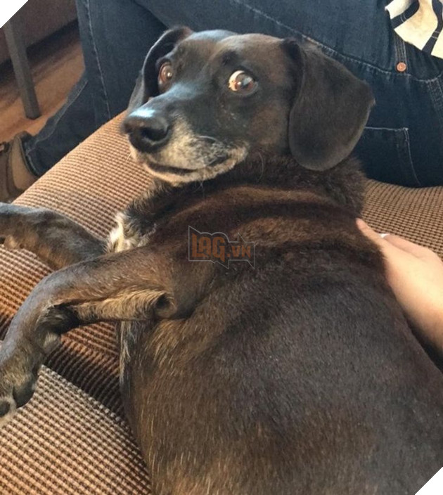 Những hình ảnh hài hước về những bé thú cưng có hành vi vô cùng kỳ lạ khiến bạn phải bật cười 18