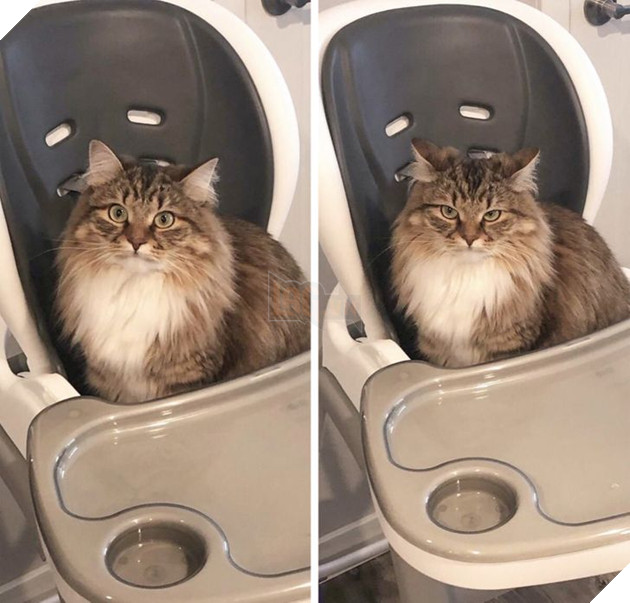 Những hình ảnh hài hước về những bé thú cưng có hành vi vô cùng kỳ lạ khiến bạn phải bật cười 19