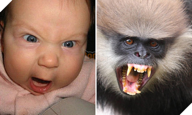 bieu cam cua dong vat giong tre em 12